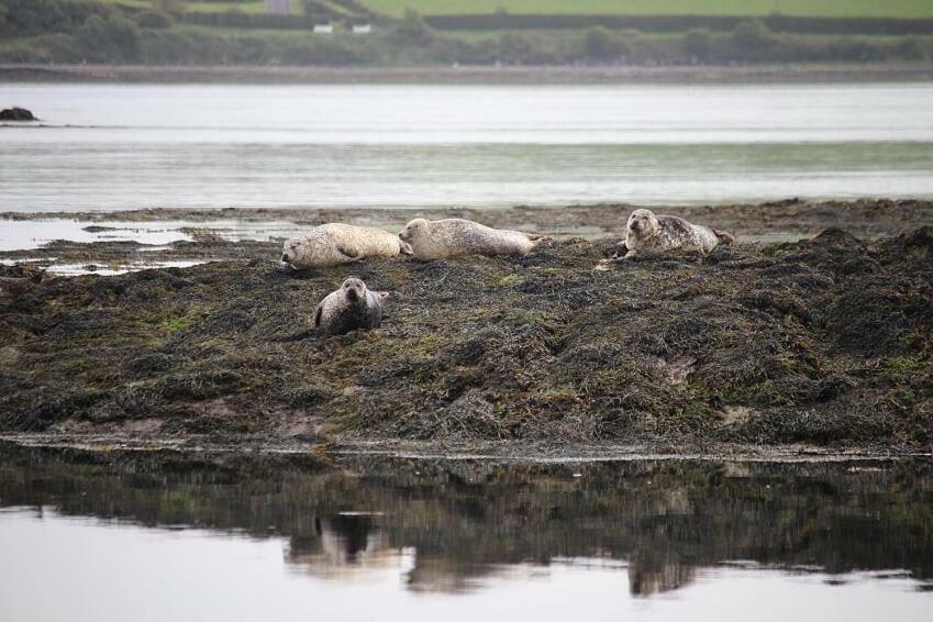 Seal Cabin Villa Strangford Buitenkant foto